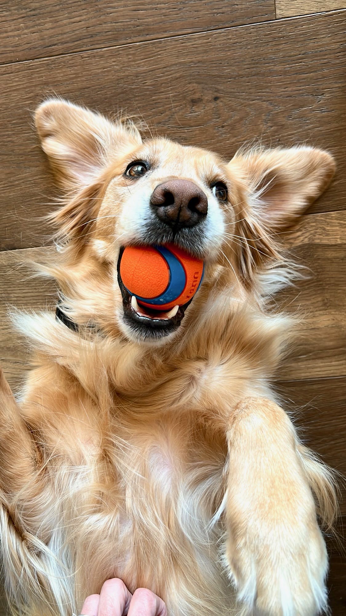 Golden on her back with an orange ball