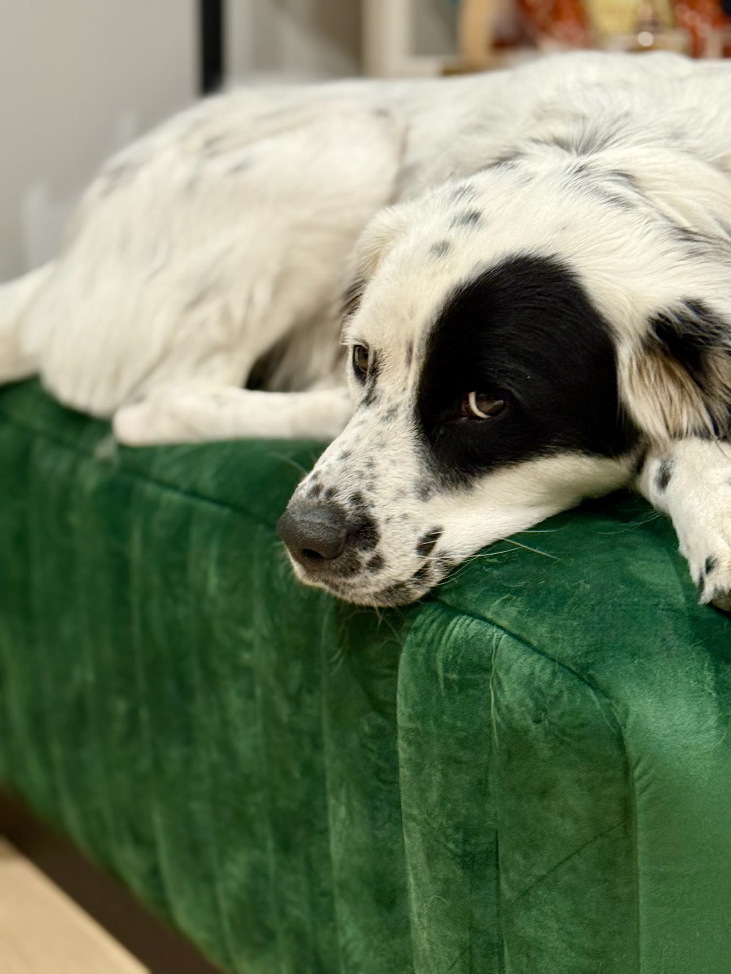 Resting on the green velvet