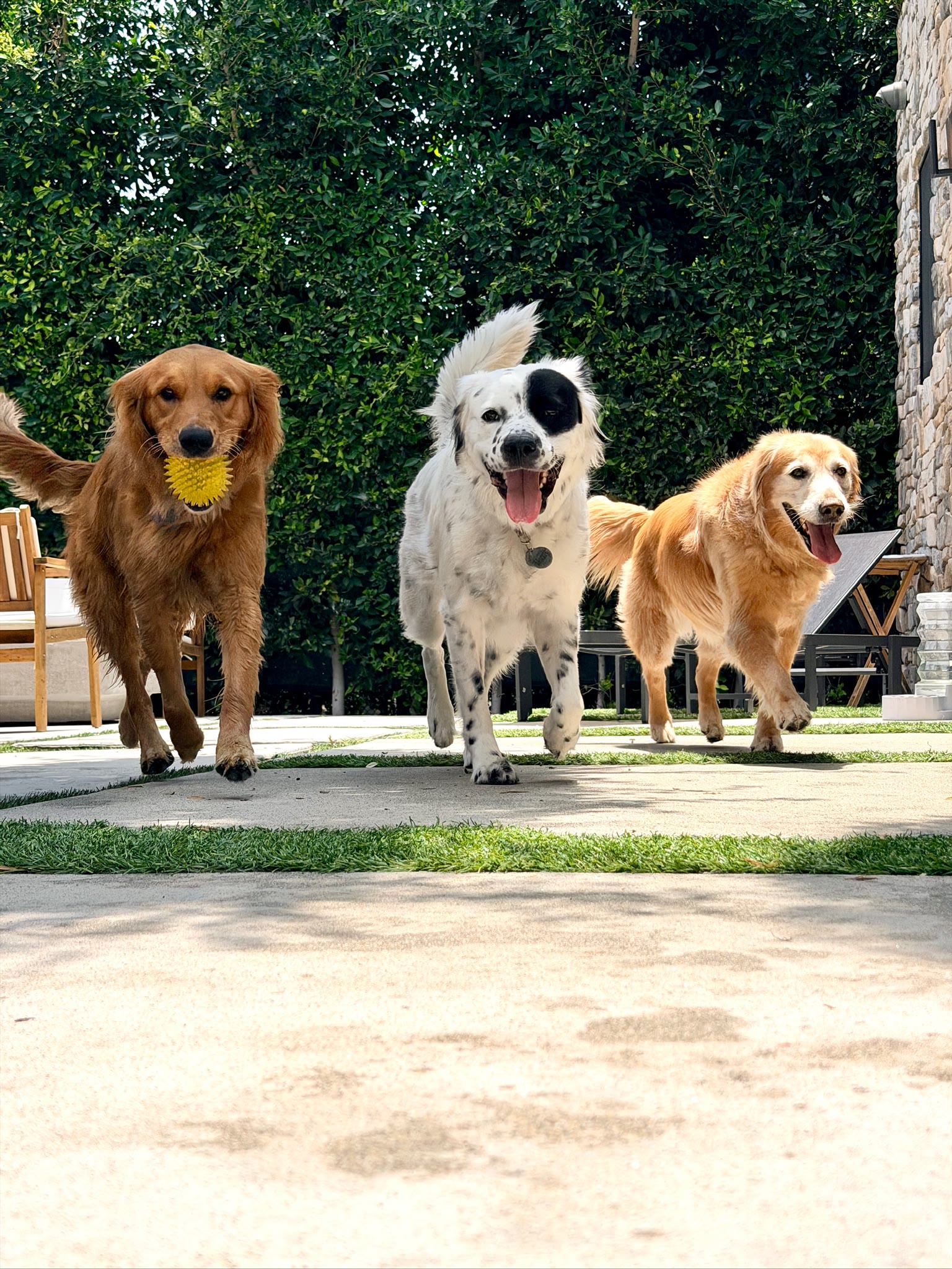 Three dogs running